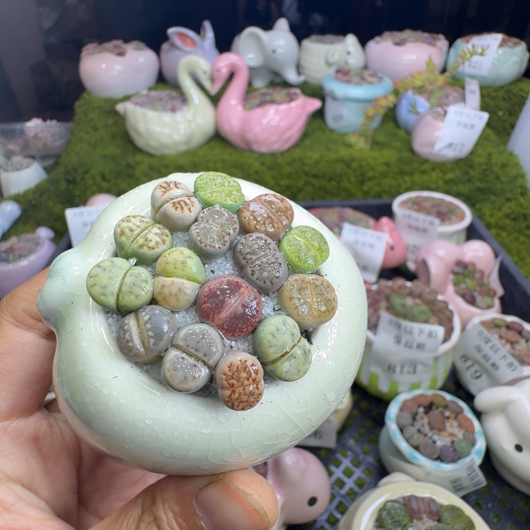 多肉植物福利冲862