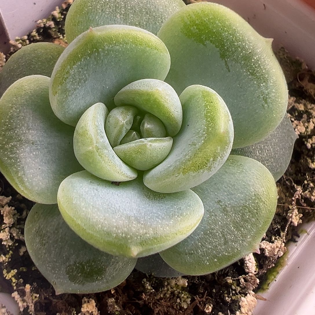 新品。未取名。      