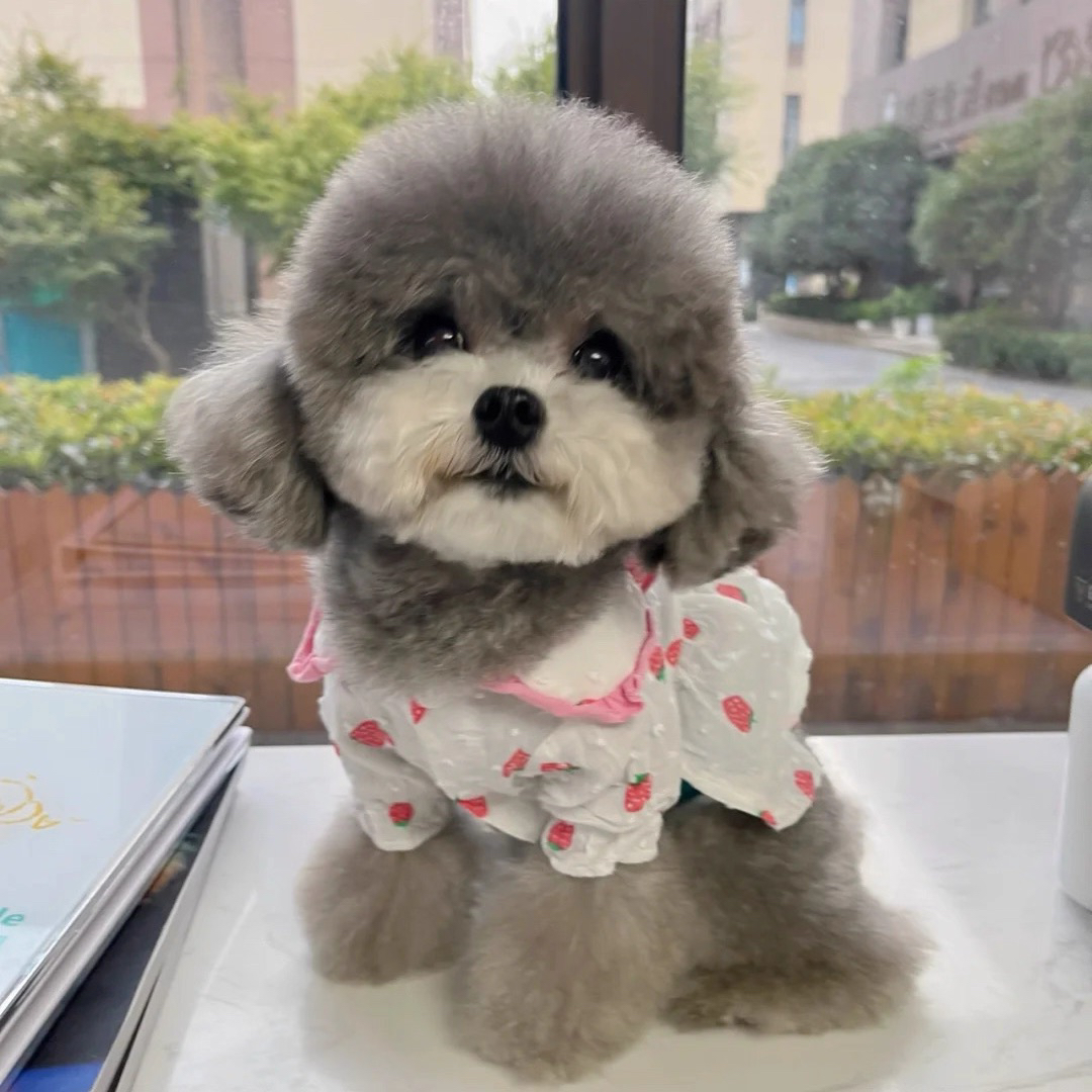 灰泰迪幼犬宠物狗活体