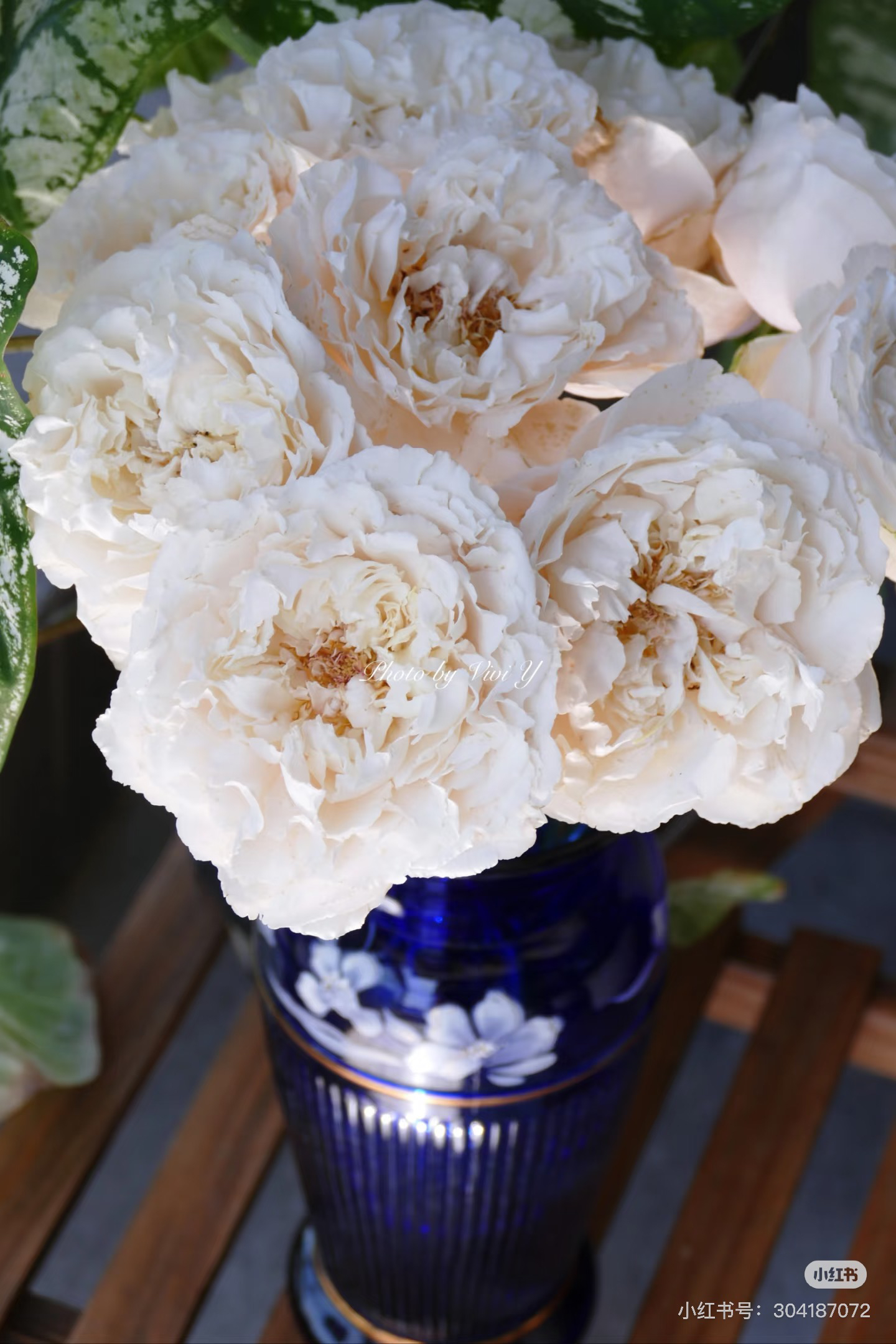 （德芮尔）伊芙白雪公主10支！三件顺丰空运20%不售后