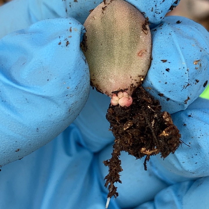 共*〩象牙奶酪锦多肉多肉