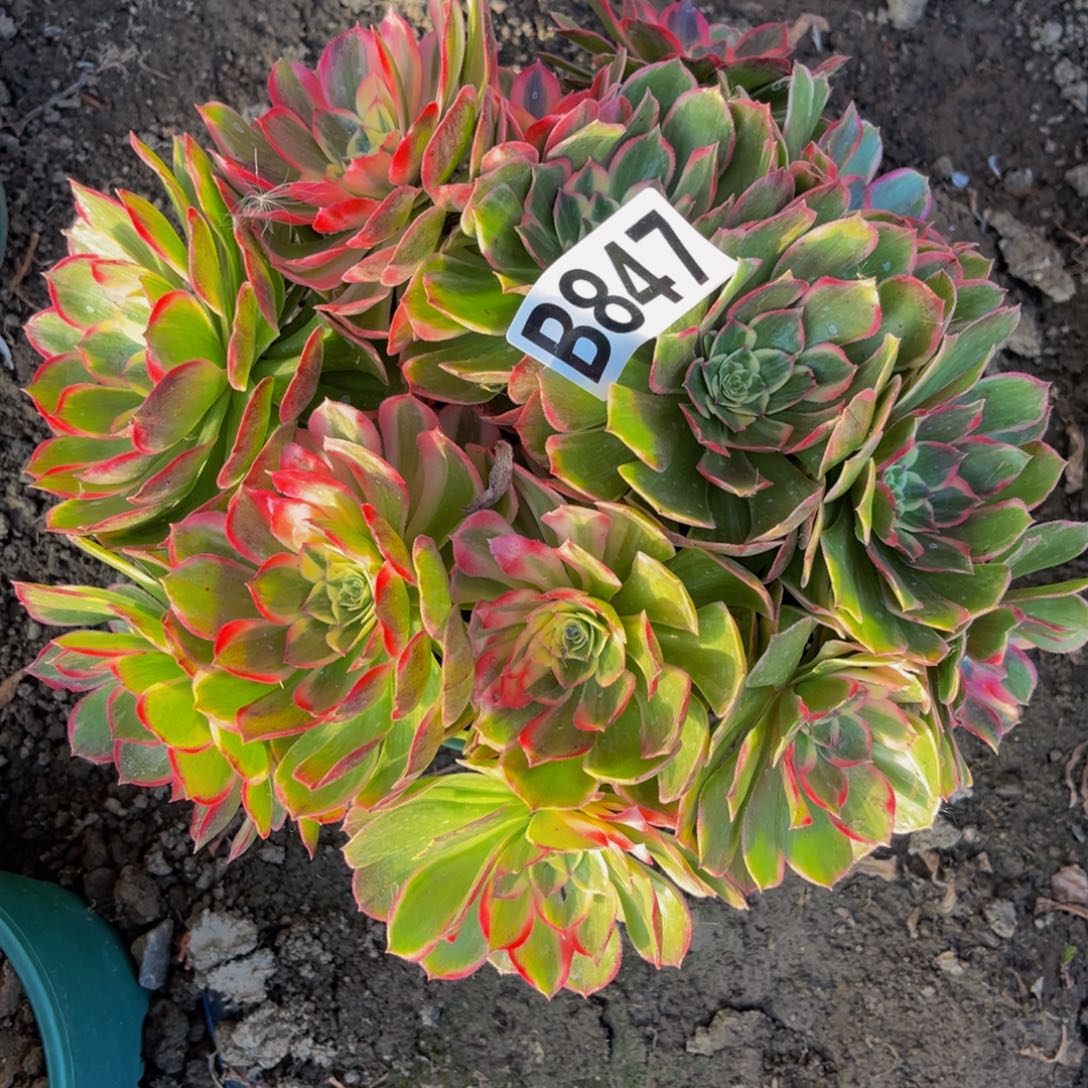 海燕法师26//-16包邮