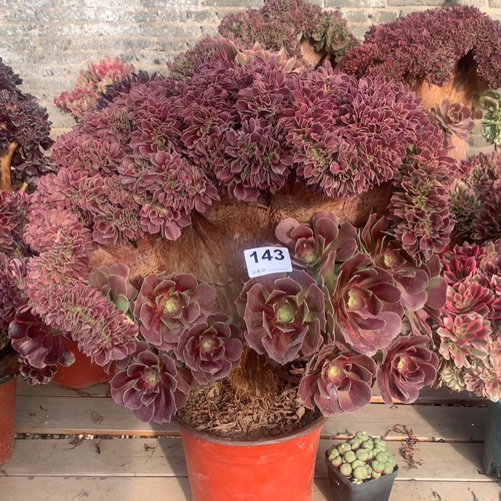 143玫瑰缀多肉法师