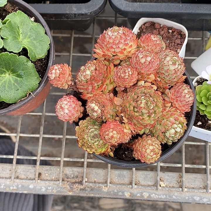 莟***渃漂亮仙人球一物一拍
