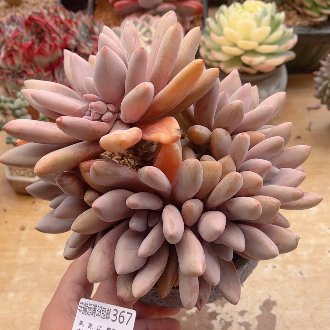 367原始虞美人德华多肉