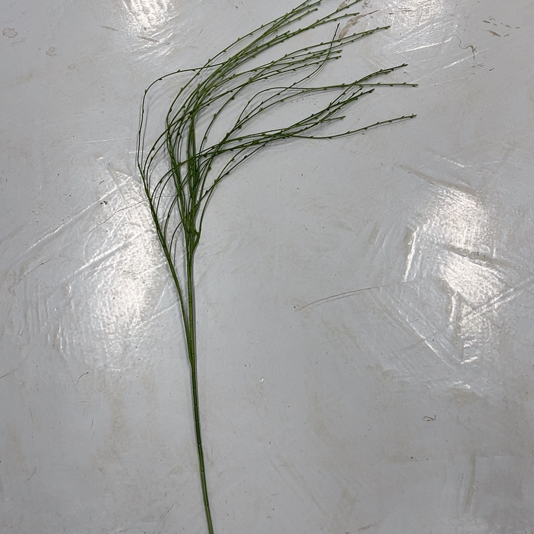 琳***哒垂柳十枝一份啦啦啦