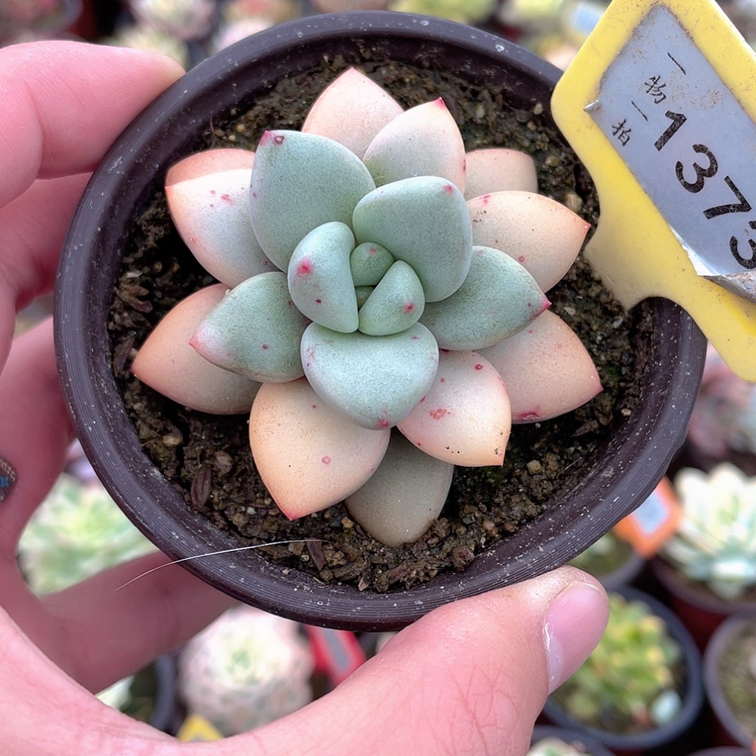 奶油宝宝虎斑锦1373号