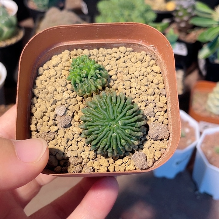 018双头蝌蚪仙人球