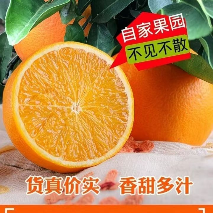 【何金超专属】正宗奉节脐橙五斤带箱装现摘现发