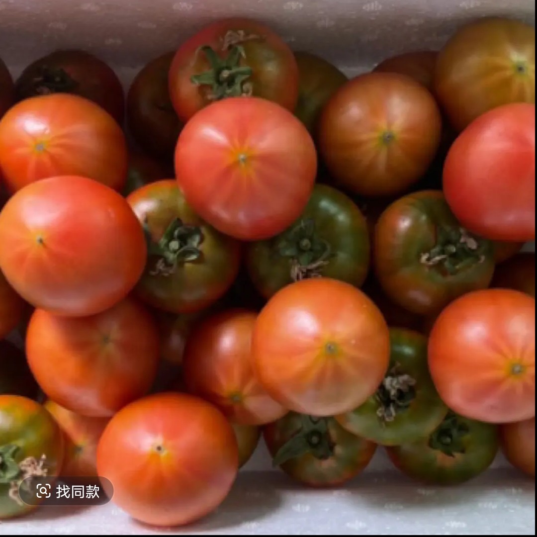 盘锦碱地柿子草莓番茄铁皮西红柿生吃应季现摘番茄基地顺丰直发