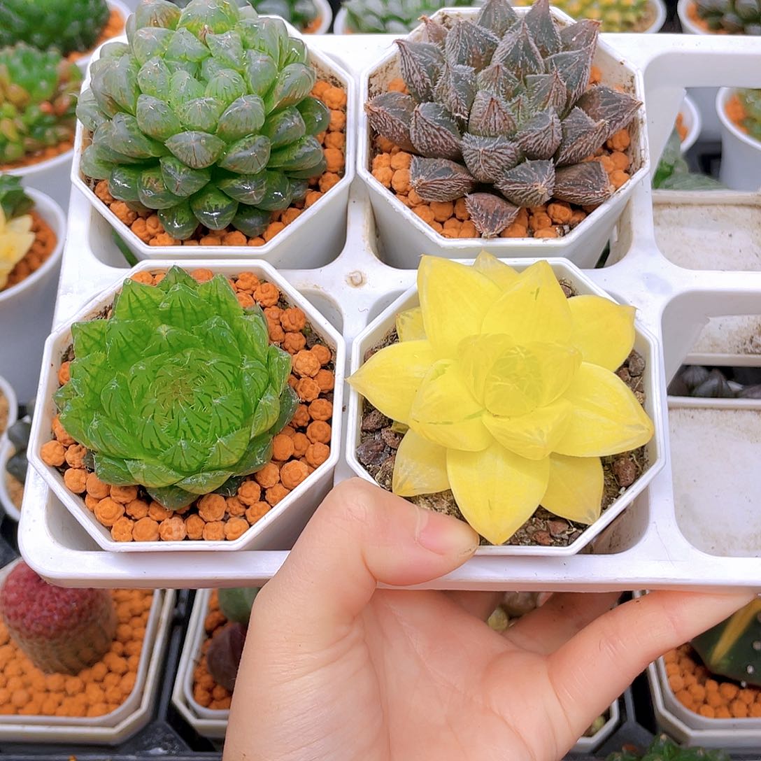 粉龙珠，紫狐狸，蝉翼，黄金，白盆