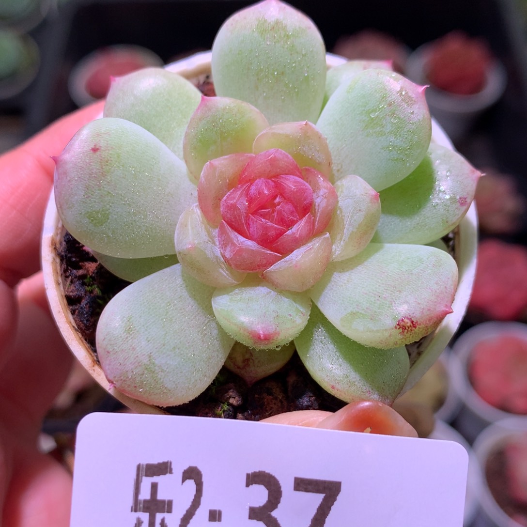 乐然 2-37 新品珍妮 