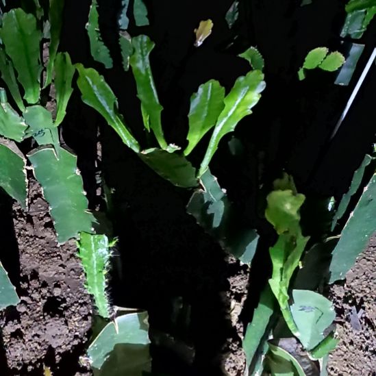 于***途完全开放令箭何花东北小粉