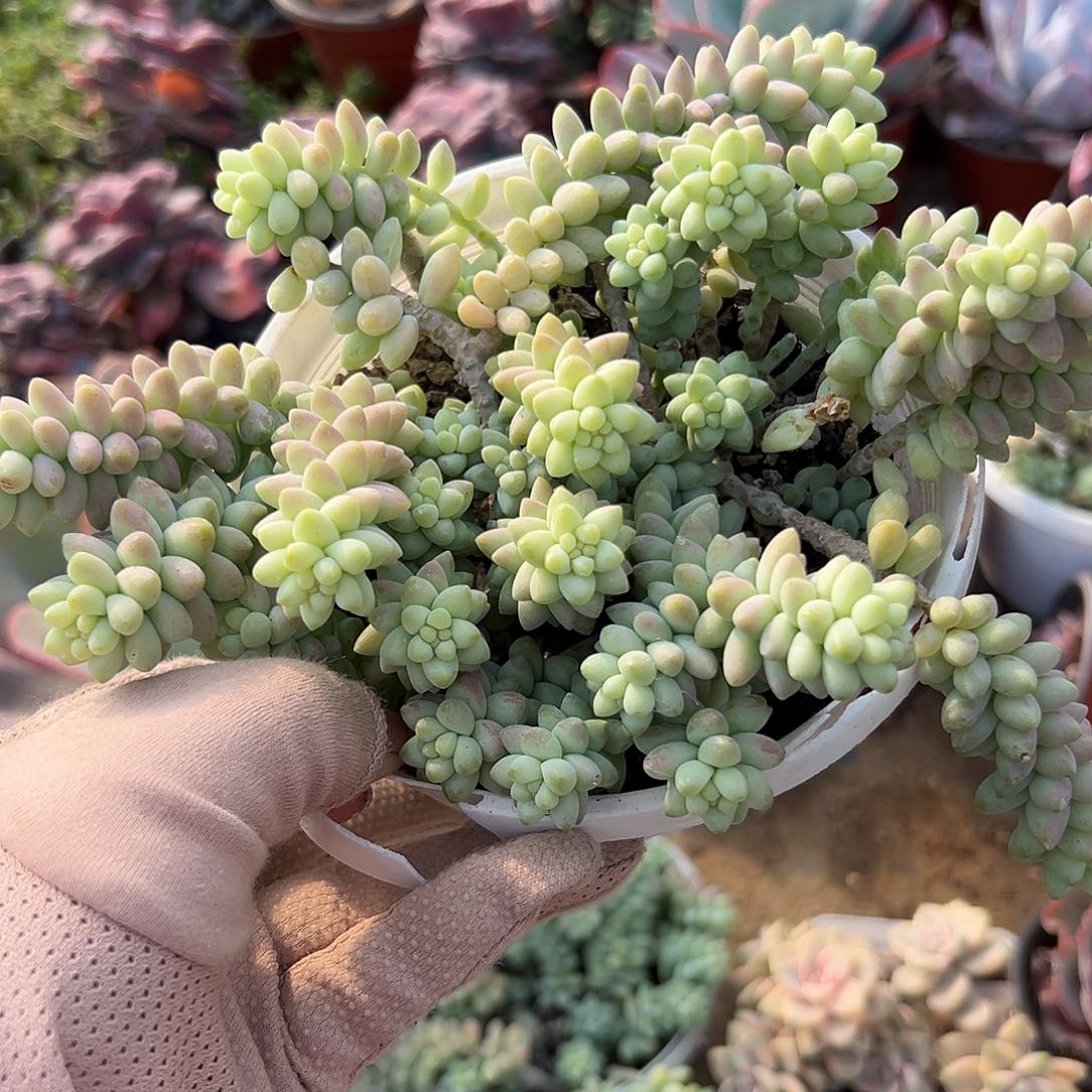 多肉植物多肉植物