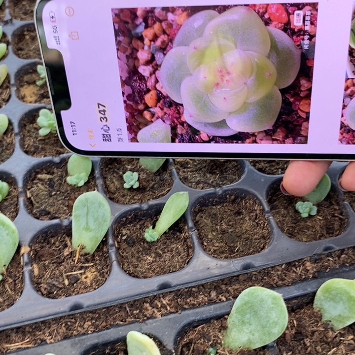 甜心347芽苗一个多肉