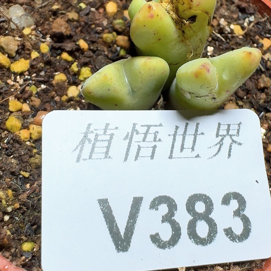 383号多肉植物哇我发v