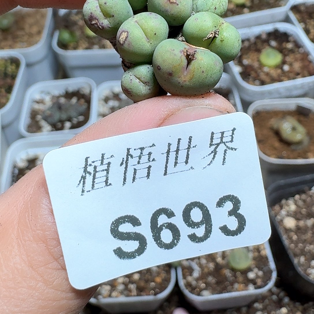 693号多肉植物f g