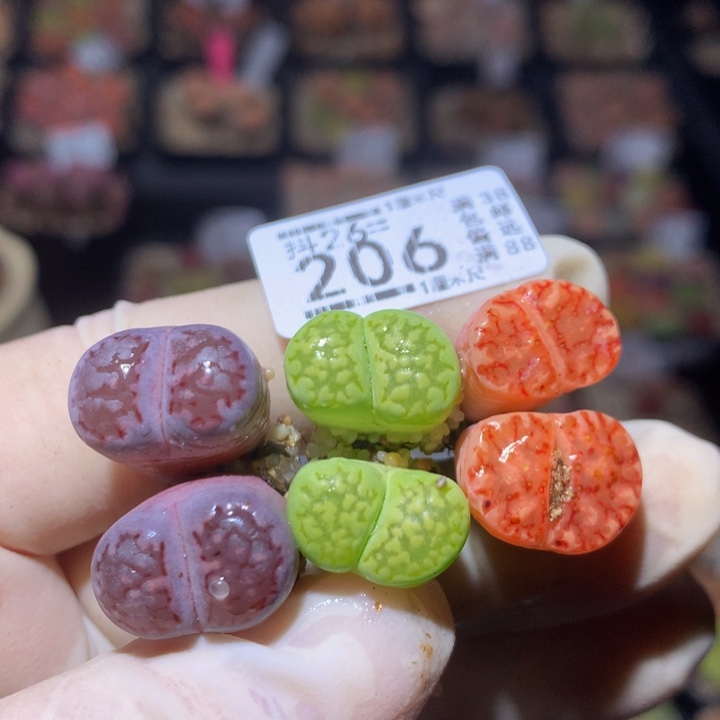 精品生石花26.206