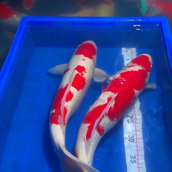 海水鱼红白两条锦鲤