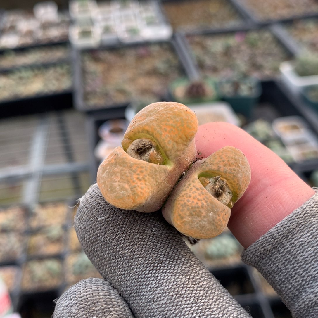 640蛋糕母本一颗