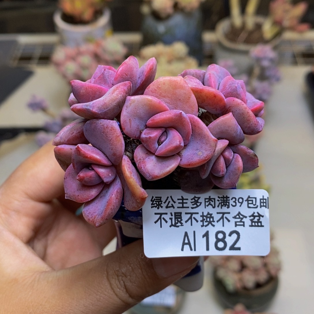 182彩虹糖多肉4cm