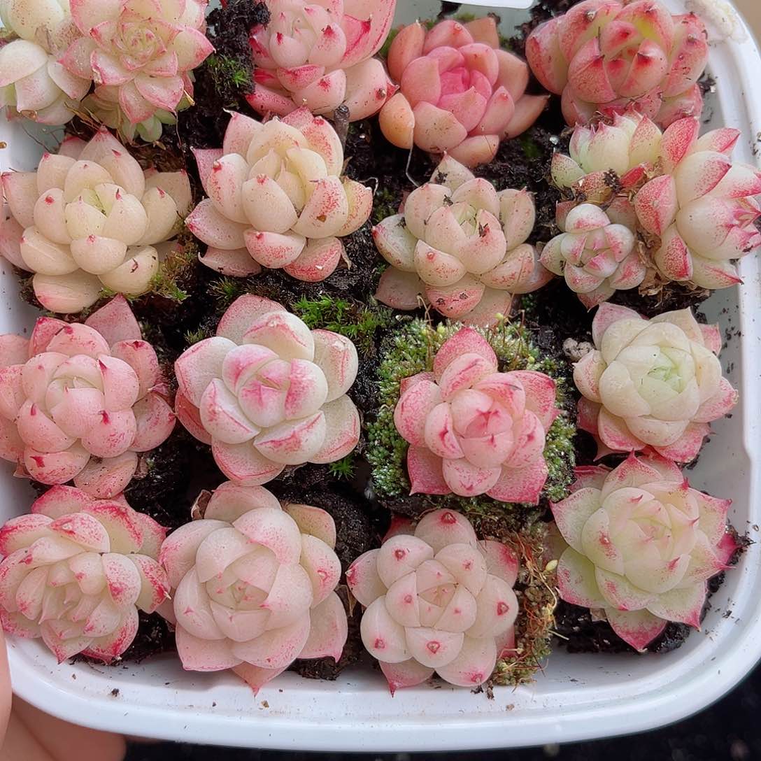 1-495 新疆西藏内蒙不发12.8包邮2-3公分多肉