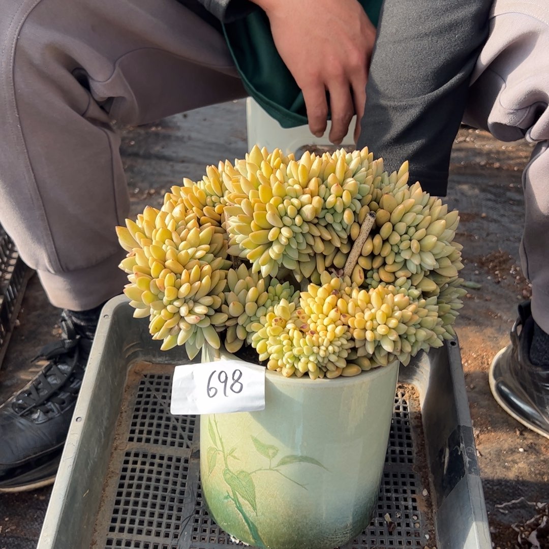 698桃花源老桩多肉植物