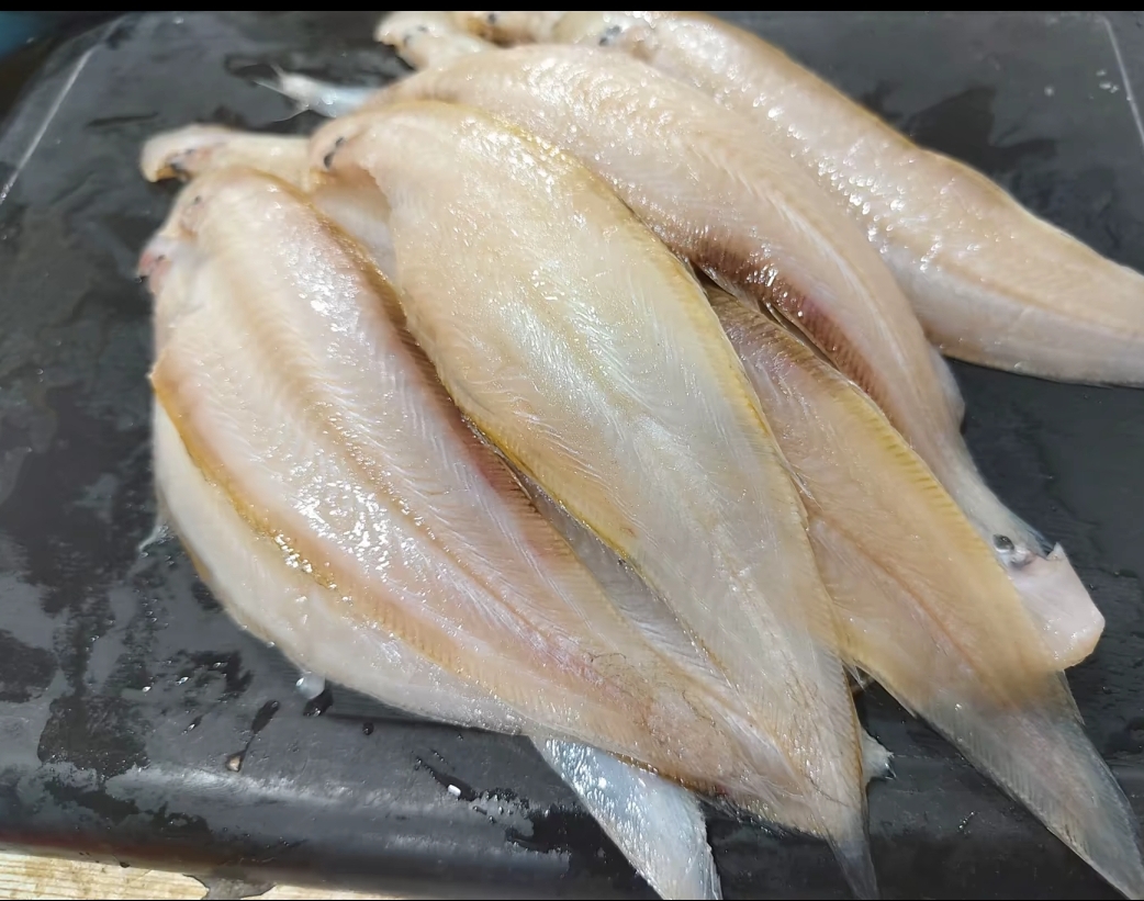 三去鳎目鱼舌头鱼踏板鱼净重4斤
