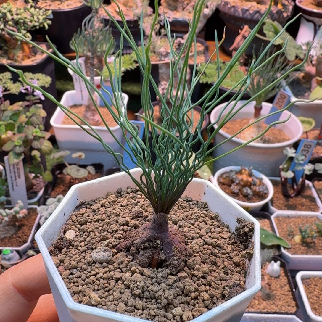 方便面弹簧草077 仙人掌