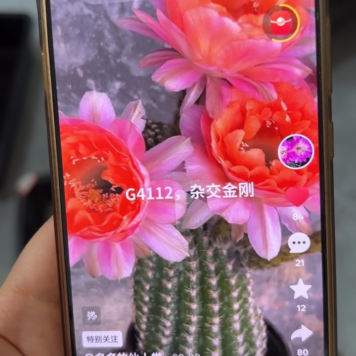 无花朵无根彩草侧芽歪g4112