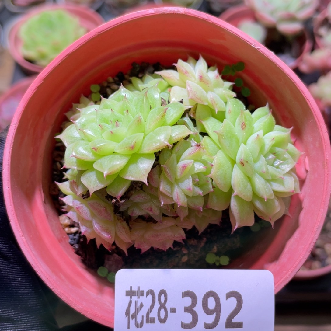 花利美28-392麦秆