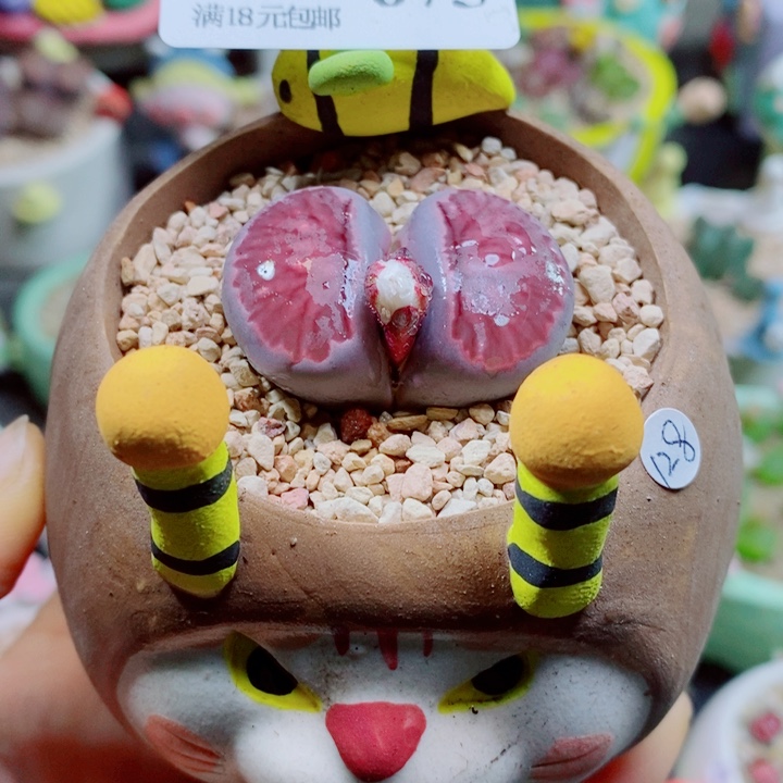 生石花花花花花花花675