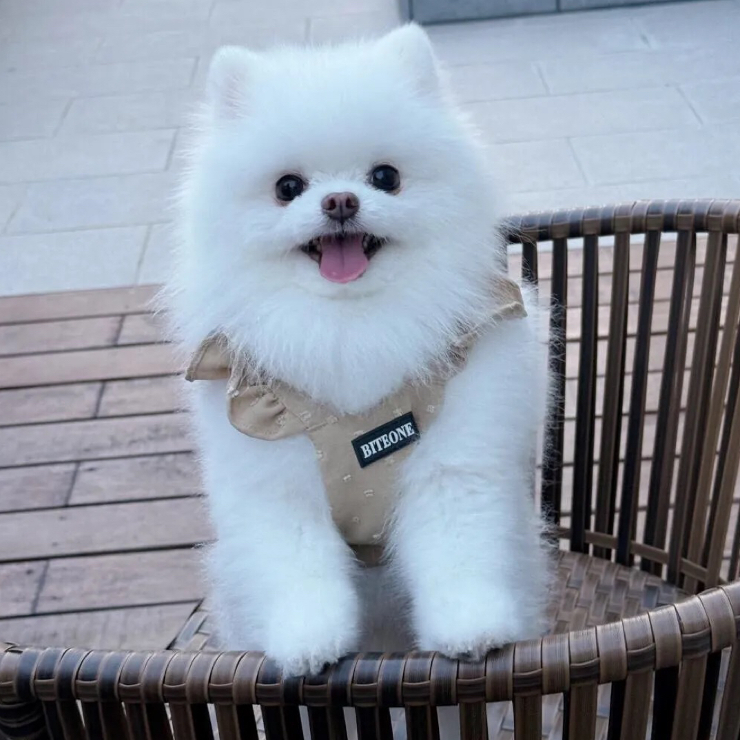 可爱博美小狗狗茶杯犬