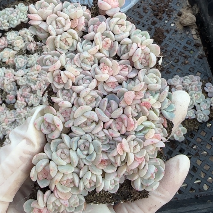 陆***吖65 号王者系列多肉一盒