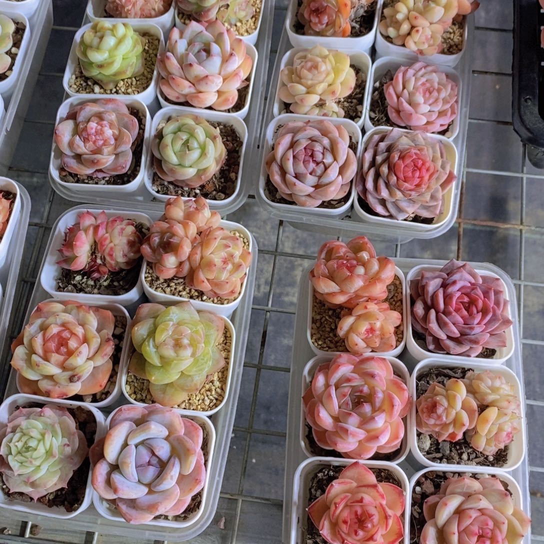 20-34-贵货孤品美肉组合六个