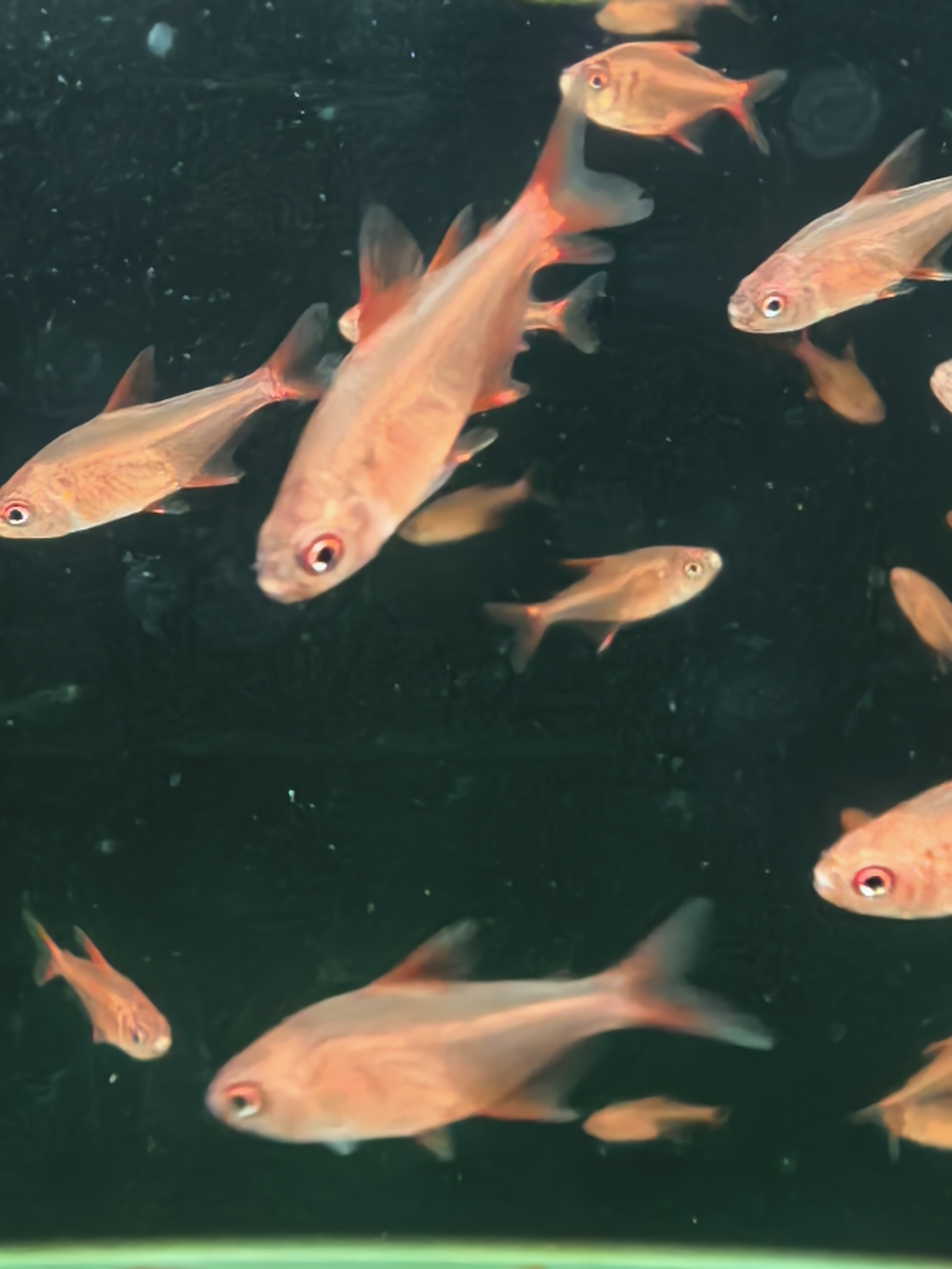 众鑫水族 甜心柠檬鱼 灯科鱼