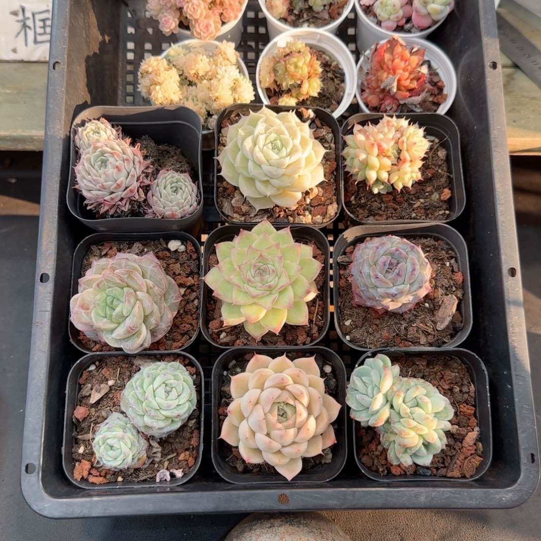 框拍框拍框0210-15