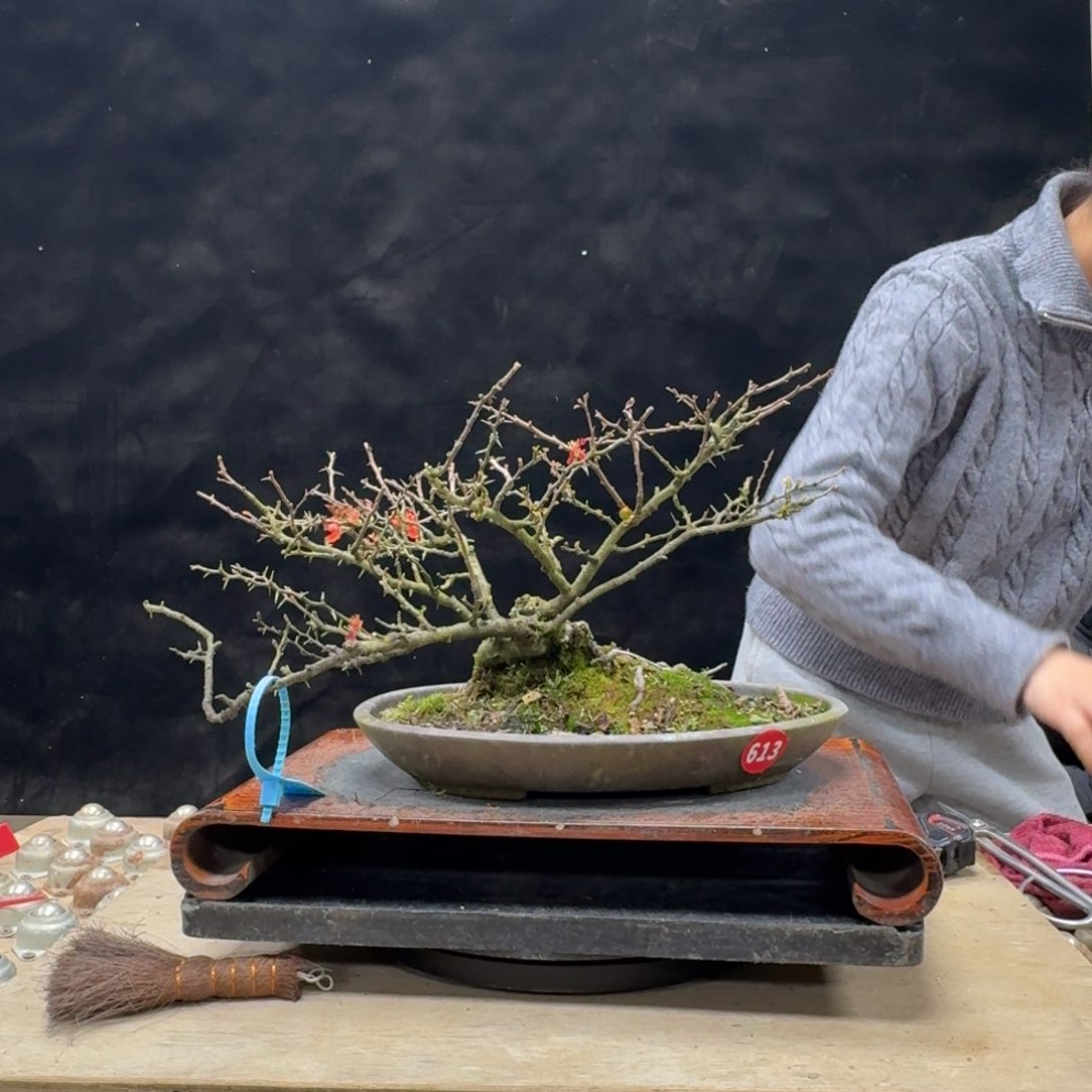 盆景顺丰到付不包邮大*613