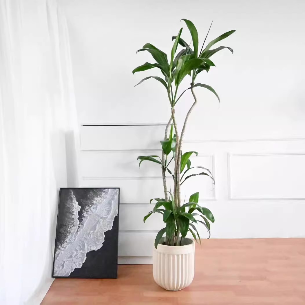 青铁大型植物朱蕉龙血树室内客厅办公室造型大叶绿植耐旱耐阴好养