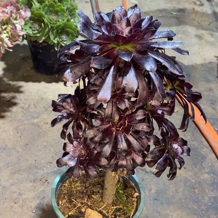 墨法多肉植物12。  