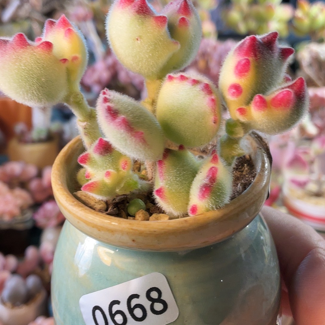 g***a多肉植物的生长发育和生长发育都是