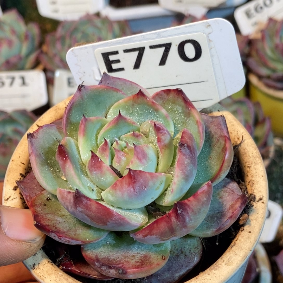 惊鸿一瞥770号楼