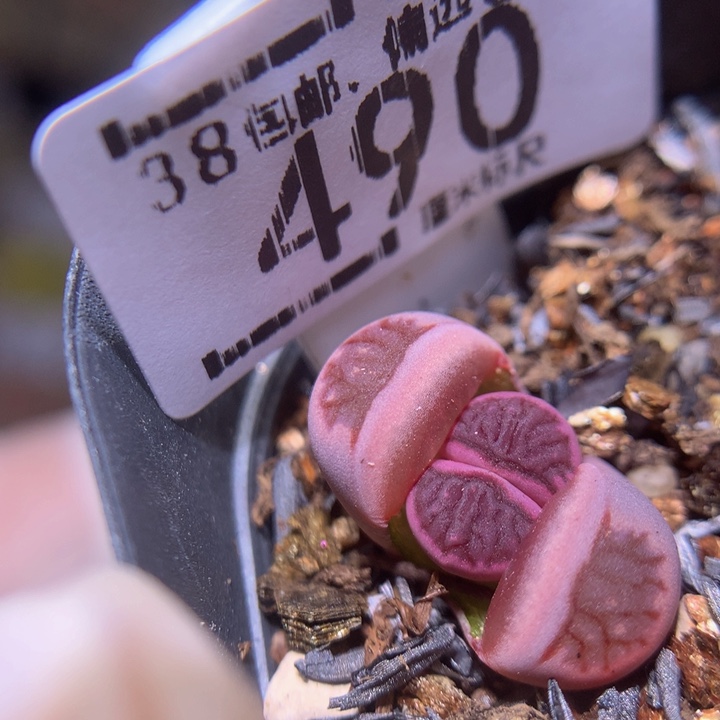 S精品生石花.490