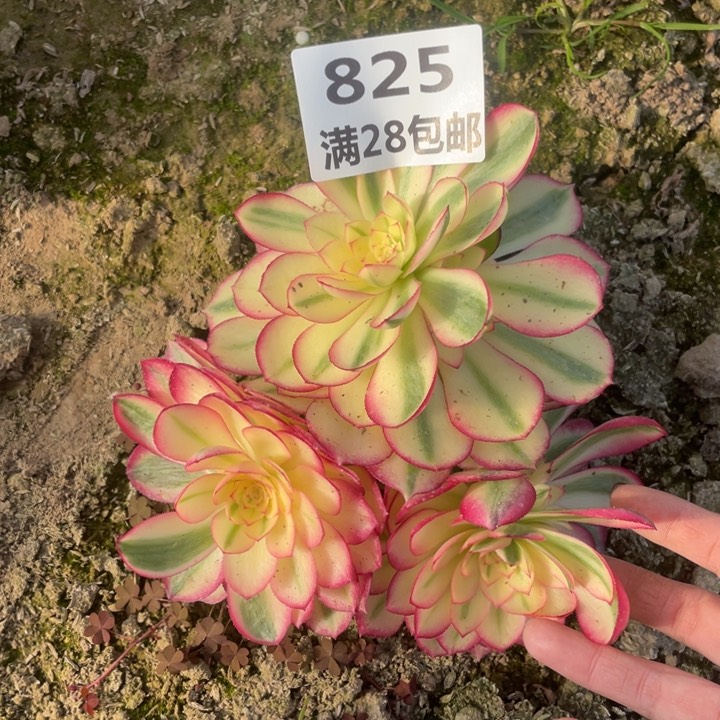 825二号棚倾城多肉植物F