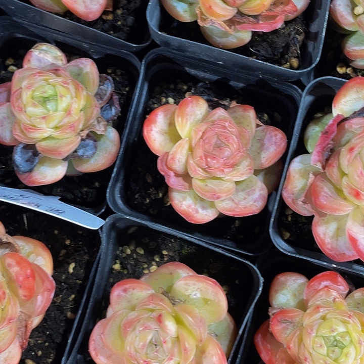 状态单头胖虎珍妮新来的