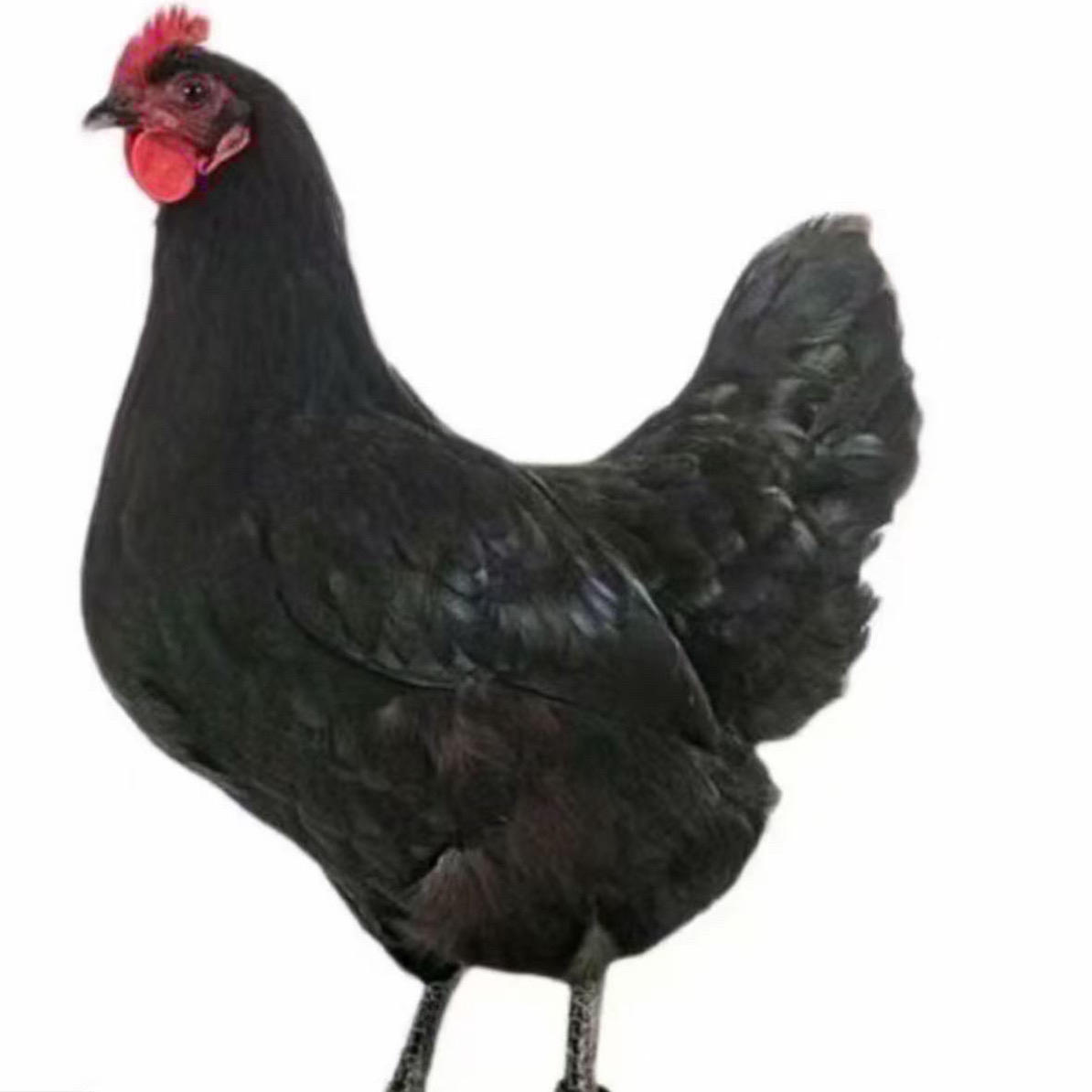 【产黑壳蛋 礼盒发货】7个（1斤发货）