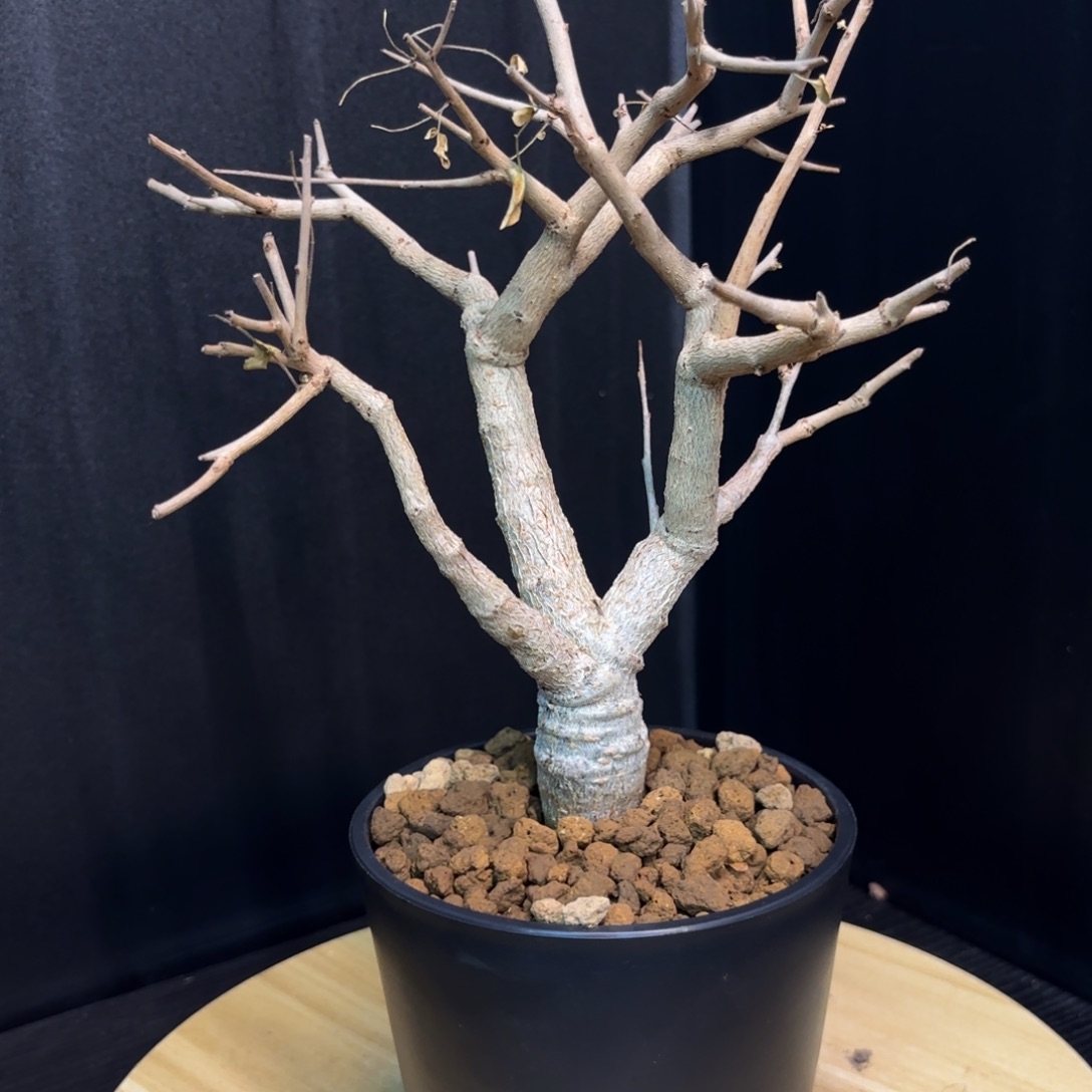 木    尼勒达乳香带盆土