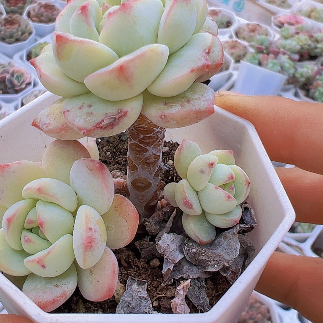 老桩香草19包邮多肉