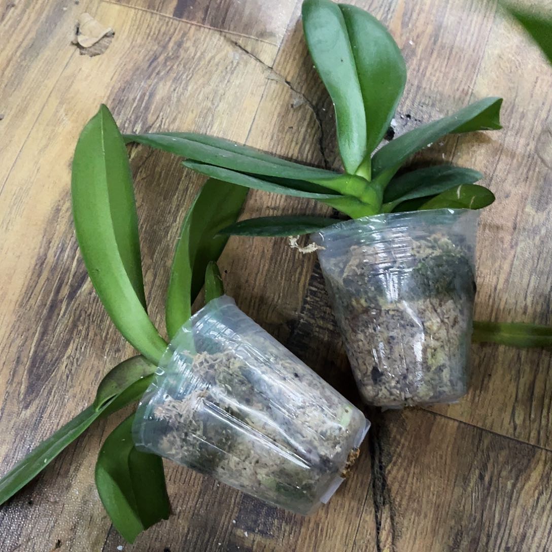 当前无花栽培后可以开花蝴蝶兰黄瓦利2.8瑕疵