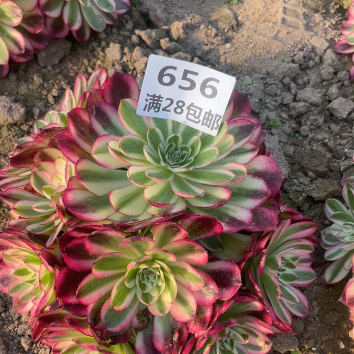 开**兔656三号棚倾城多肉